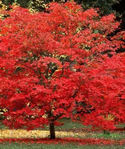 Sun Valley Maple Tree Live Plant - 10-16" Tall Quart Pot - Fast-Growing Red Shade Tree - Image 1