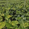 Sunburst Pothos Live Plant - Rare Variegated Epipremnum Indoor Houseplant - Image 1