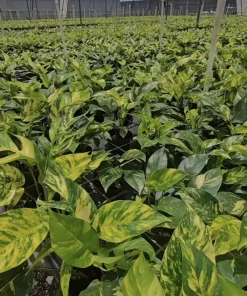Sunburst Pothos Live Plant - Rare Variegated Epipremnum Indoor Houseplant - Image 1