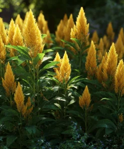 Sunday Gold Celosia Seeds - 25 Seeds, Golden Flame Flowers for Garden & Bouquets - Image 2