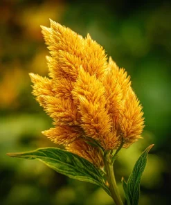 Sunday Gold Celosia Seeds - 25 Seeds, Golden Flame Flowers for Garden & Bouquets - Image 3