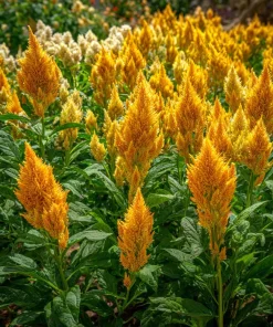 Sunday Gold Celosia Seeds - 25 Seeds, Golden Flame Flowers for Garden & Bouquets - Image 4