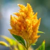 Sunday Gold Celosia Seeds - 25 Seeds, Golden Flame Flowers for Garden & Bouquets - Image 1