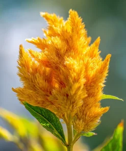 Sunday Gold Celosia Seeds - 25 Seeds, Golden Flame Flowers for Garden & Bouquets - Image 1