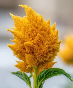 Sunday Gold Celosia Seeds - 25 Seeds, Golden Flame Flowers for Garden & Bouquets - Image 5