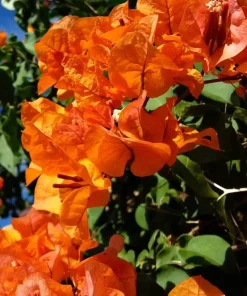 Sundown Bougainvillea Live Plant - 2 Pack, 4-6 Inches Tall, Orange-Pink Blooms, Outdoor - Image 2