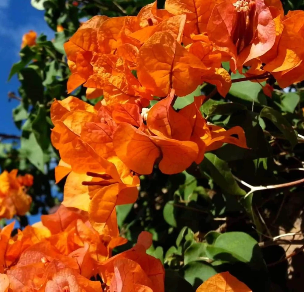 Sundown Bougainvillea Live Plant - 2 Pack, 4-6 Inches Tall, Orange-Pink Blooms, Outdoor - Image 2