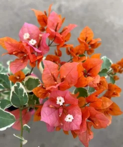 Sundown Bougainvillea Live Plant - 2 Pack, 4-6 Inches Tall, Orange-Pink Blooms, Outdoor - Image 3