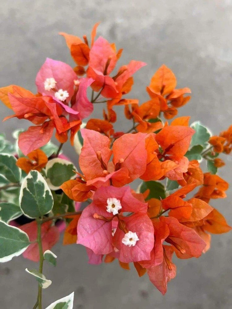 Sundown Bougainvillea Live Plant - 2 Pack, 4-6 Inches Tall, Orange-Pink Blooms, Outdoor - Image 3