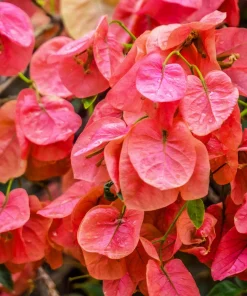 Sundown Bougainvillea Live Plant - 2 Pack, 4-6 Inches Tall, Orange-Pink Blooms, Outdoor - Image 4