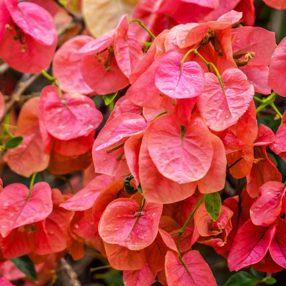 Sundown Bougainvillea Live Plant - 2 Pack, 4-6 Inches Tall, Orange-Pink Blooms, Outdoor - Image 4