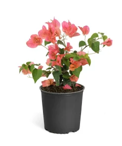 Sundown Bougainvillea Live Plant - 2 Pack, 4-6 Inches Tall, Orange-Pink Blooms, Outdoor - Image 5
