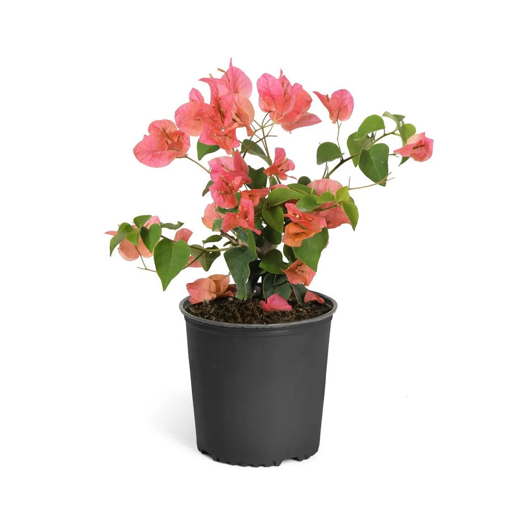 Sundown Bougainvillea Live Plant - 2 Pack, 4-6 Inches Tall, Orange-Pink Blooms, Outdoor - Image 5