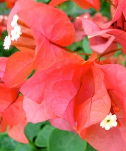 Sundown Bougainvillea Live Plant - 2 Pack, 4-6 Inches Tall, Orange-Pink Blooms, Outdoor - Image 6