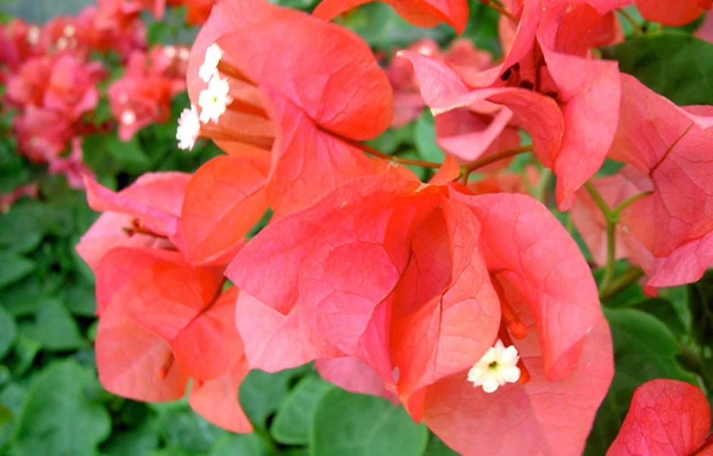 Sundown Bougainvillea Live Plant - 2 Pack, 4-6 Inches Tall, Orange-Pink Blooms, Outdoor - Image 6