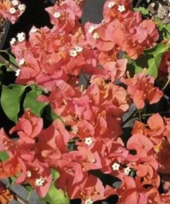 Sundown Bougainvillea Live Plant - 2 Pack, 4-6 Inches Tall, Orange-Pink Blooms, Outdoor - Image 7