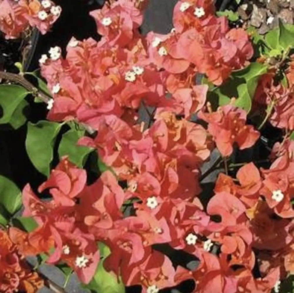 Sundown Bougainvillea Live Plant - 2 Pack, 4-6 Inches Tall, Orange-Pink Blooms, Outdoor - Image 7