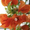 Sundown Bougainvillea Live Plant - 2 Pack, 4-6 Inches Tall, Orange-Pink Blooms, Outdoor - Image 1
