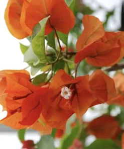 Sundown Bougainvillea Live Plant - 2 Pack, 4-6 Inches Tall, Orange-Pink Blooms, Outdoor - Image 1