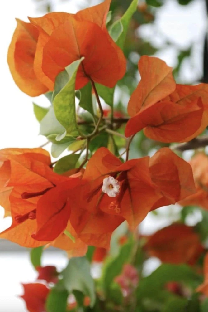 Sundown Bougainvillea Live Plant - 2 Pack, 4-6 Inches Tall, Orange-Pink Blooms, Outdoor - Image 1