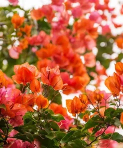 Sundown Orange Bougainvillea Live Plants, Set of 2, 4-6 Inch Tall, Tropical Flowering Vine - Image 2