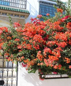 Sundown Orange Bougainvillea Live Plants, Set of 2, 4-6 Inch Tall, Tropical Flowering Vine - Image 3