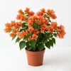Sundown Orange Bougainvillea Live Plants, Set of 2, 4-6 Inch Tall, Tropical Flowering Vine - Image 1
