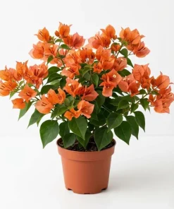 Sundown Orange Bougainvillea Live Plants, Set of 2, 4-6 Inch Tall, Tropical Flowering Vine - Image 1
