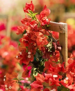 Sundown Orange Bougainvillea Live Plants, Set of 2, 4-6 Inch Tall, Tropical Flowering Vine - Image 4