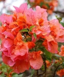 Sundown Orange Bougainvillea Live Plants, Set of 2, 4-6 Inch Tall, Tropical Flowering Vine - Image 5