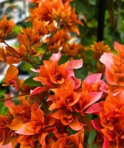 Sundown Orange Bougainvillea Live Plants, Set of 2, 4-6 Inch Tall, Tropical Flowering Vine - Image 6