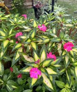 Sunpatiens Compact Tropical Rose Live Plant - Pink Flowers - Image 1