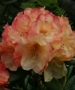 Sunset Yellow Orange Rhododendron Live Plant – 2 Gallon Container – Outdoor Shrub - Image 3