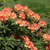 Sunset Yellow Orange Rhododendron Live Plant – 2 Gallon Container – Outdoor Shrub - Image 1