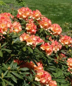 Sunset Yellow Orange Rhododendron Live Plant – 2 Gallon Container – Outdoor Shrub - Image 1