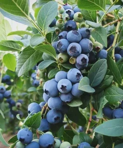 Sunshine Blue Blueberry Plant - Semi-Evergreen Dwarf Bush - 1 Gallon Container - Outdoor - Image 2