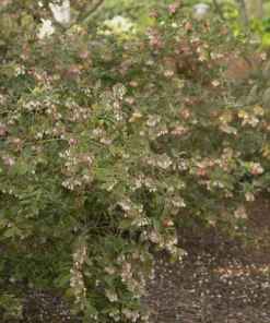 Sunshine Blue Blueberry Plant - Semi-Evergreen Dwarf Bush - 1 Gallon Container - Outdoor - Image 4