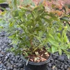 Sunshine Blue Blueberry Plant - Semi-Evergreen Dwarf Bush - 1 Gallon Container - Outdoor - Image 1
