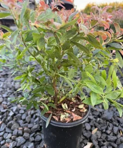 Sunshine Blue Blueberry Plant - Semi-Evergreen Dwarf Bush - 1 Gallon Container - Outdoor - Image 1