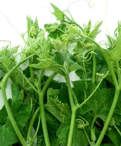 Super Squash Buds Seeds - High Top Pumpkin Seeds for Planting - 80 Count - Image 1