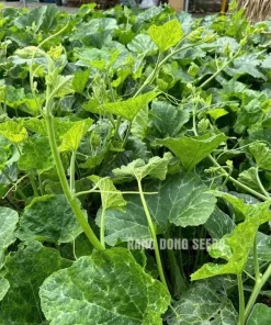 Super Squash Buds Seeds - High Top Pumpkin Seeds for Planting - 80 Count - Image 3