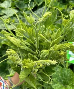 Super Squash Buds Seeds - High Top Pumpkin Seeds for Planting - 80 Count - Image 4