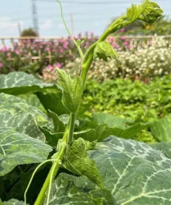 Super Squash Buds Seeds - High Top Pumpkin Seeds for Planting - 80 Count - Image 5