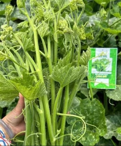 Super Squash Buds Seeds - High Top Pumpkin Seeds for Planting - 80 Count - Image 6