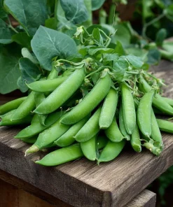 Super Sugar Snap Pea Seeds - High-Yield Climbing Variety (20 Seeds) - Image 2