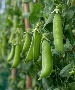 Super Sugar Snap Pea Seeds - High-Yield Climbing Variety (20 Seeds) - Image 1