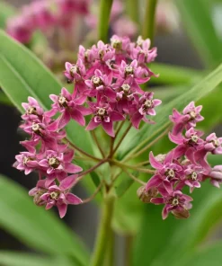 Swamp Milkweed Seeds 50 Count - Native Pollinator Plant for Gardens - Image 2