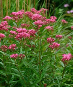 Swamp Milkweed Seeds 50 Count - Native Pollinator Plant for Gardens - Image 3