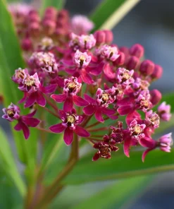 Swamp Milkweed Seeds 50 Count - Native Pollinator Plant for Gardens - Image 4