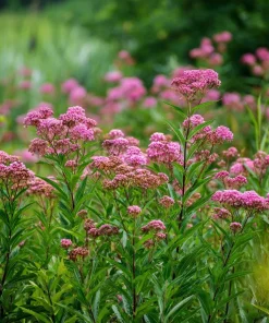 Swamp Milkweed Seeds 50 Count - Native Pollinator Plant for Gardens - Image 5